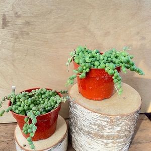 string of pearls succulent plant 4 inch | 2 plants